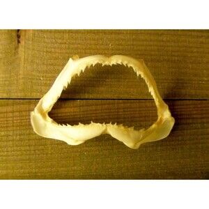 Toy BullShark jaws figure small 3" - 3.5" beach ocean decor curios curiosities